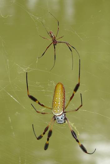 banana_spider_with_mate_003_sm - poze insecte