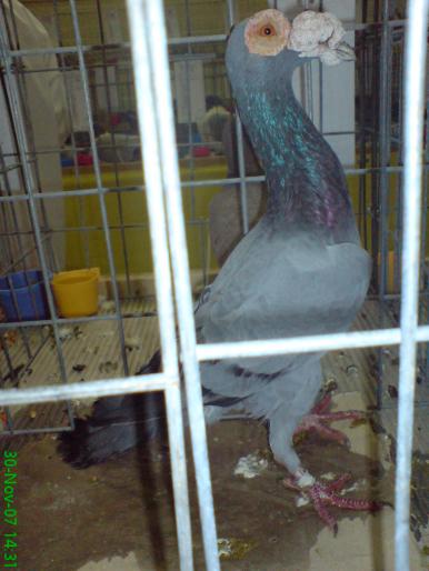 33 - porumbei carieri - 2007