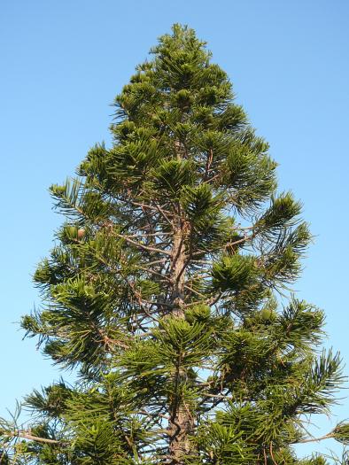 Conifer