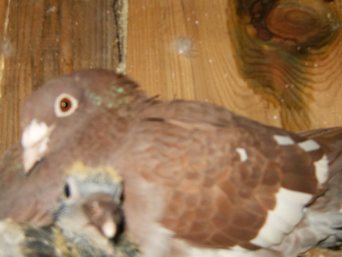 HPIM3061 - porumbei 2009