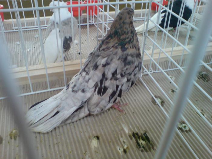DSC00914