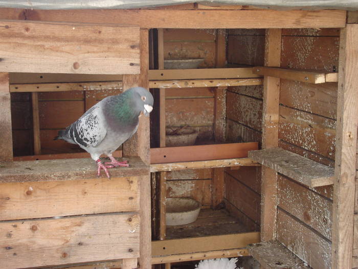 85 - E Porumbei Voiajor Standard Vechi