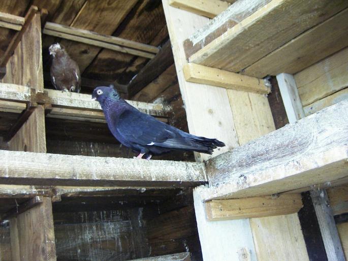 43600060 - 1712 Marian Serbancea