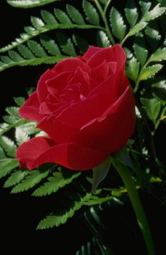 rose023 - Trandafiri