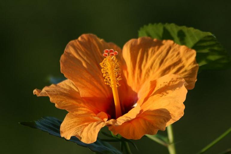 hibiscus - plante 2008