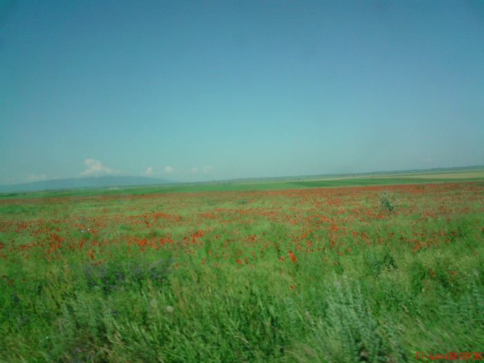 DSC00216 - ROMANIA