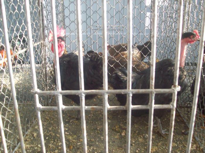 EXPO 2009 .01.09  CLUJ-NAPOCA 137