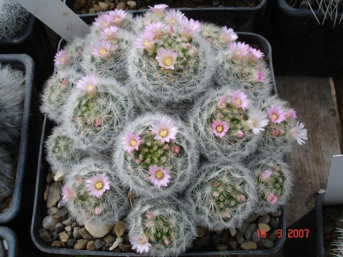 Mammillaria laui - Cactusi la Constanta