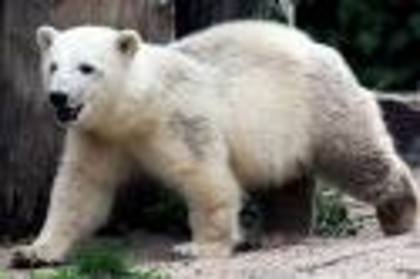 f - ursi polari