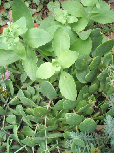 Sedum spectabile - 31.10