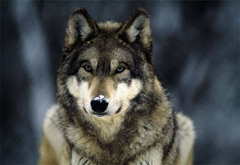 W1 - Wolf