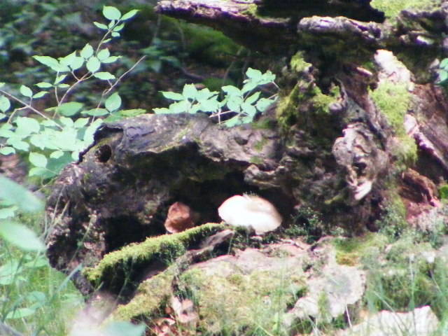 DSCF2571