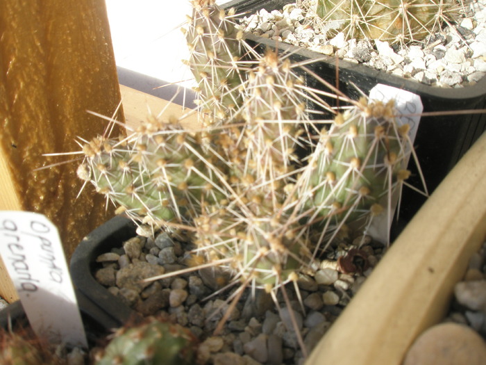 Opuntia fragilis - 29.12