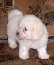 Bichon Bolognese - animale aduse pe comanda