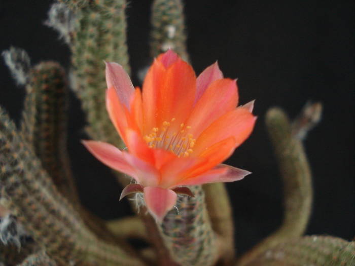 DSC05970