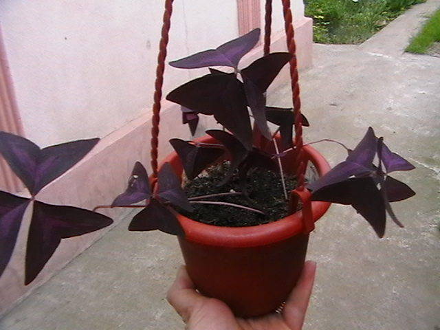 oxalis