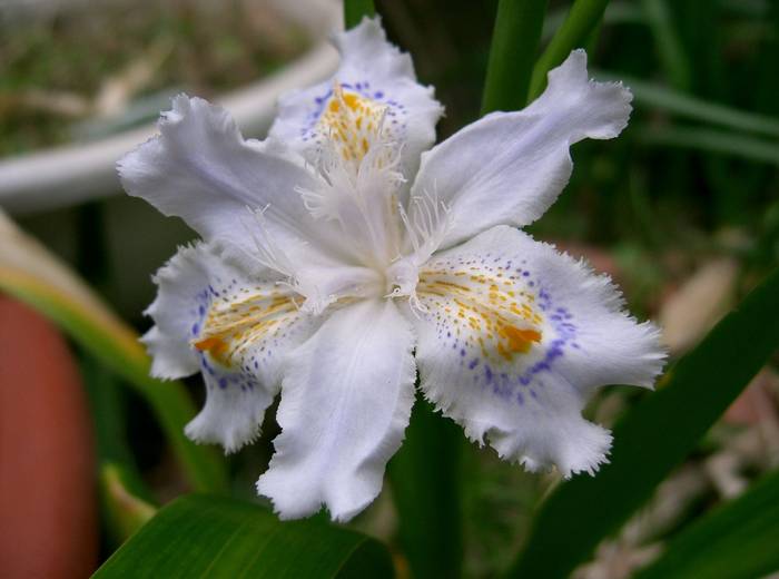 Iris_japonica1_flower - IRIS JAPONICA FLOWERS