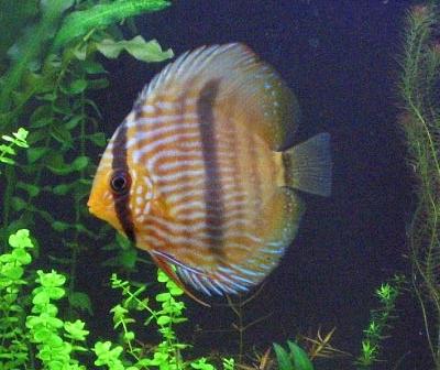 Symphysodon%20Discus%203 - PESTI