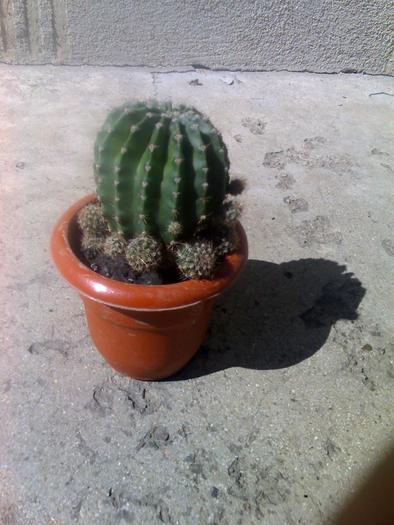 21-09-09_1357 - cactusii mei