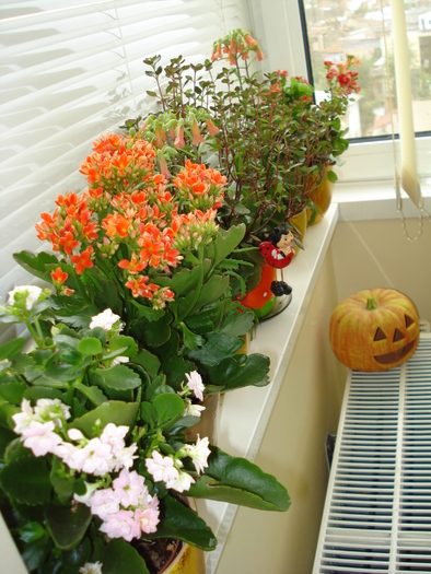 S-A MARIT COLECTIA DE KALANCHOE