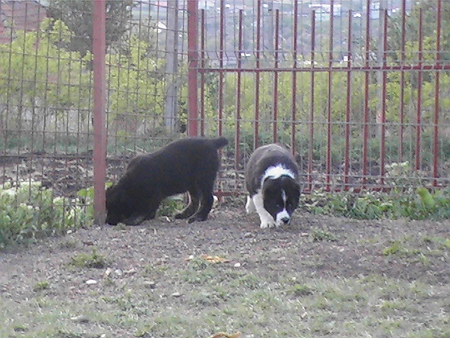 poze 04.05.2009 124