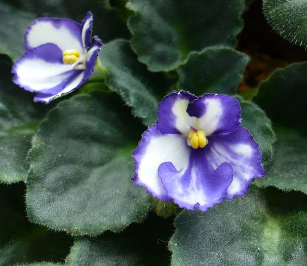 P1130399 - Saintpaulia - violete de camera