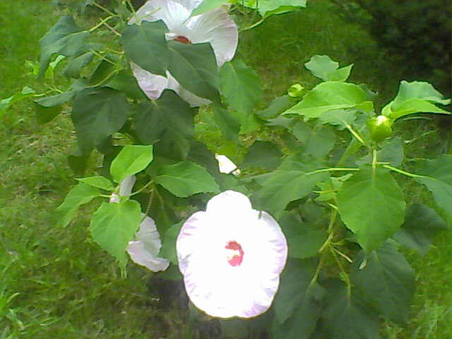 Picture 009 - hibiscus moscheutos