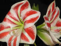 th_HippeastrumGiraffe-1 - colectie hippeastrum