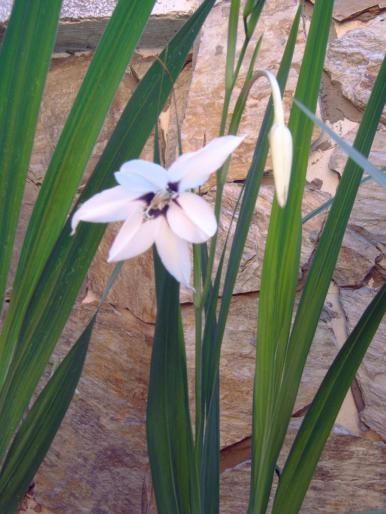 acidanthera - Plantele mele de terasa si exterior