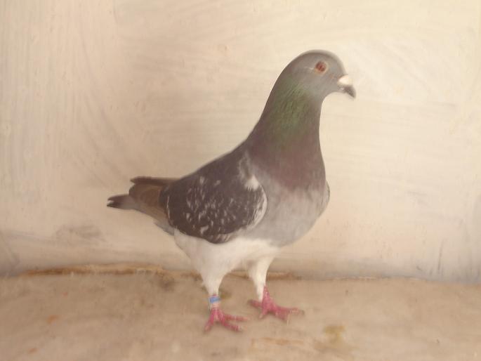femela 2002 - porumbei voiajori