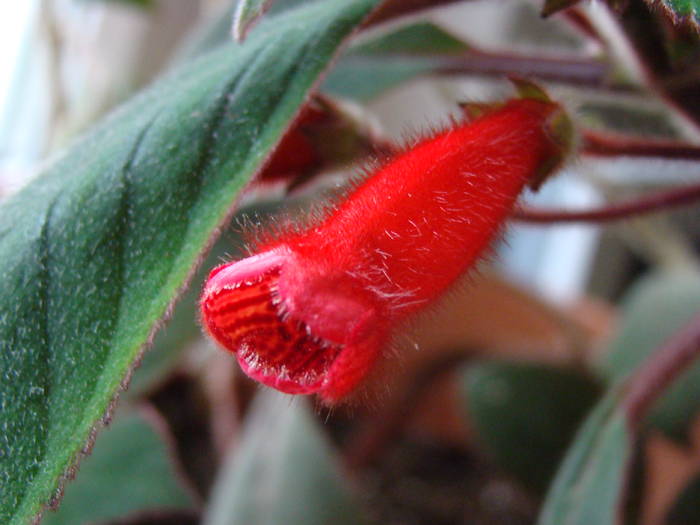 DSC07455 - Kohleria Eriantha 2009