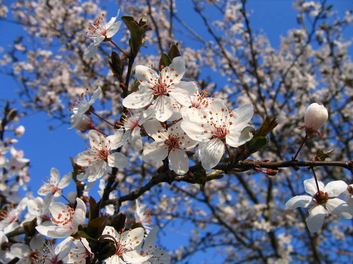 IMG_8194 - primavara 2009