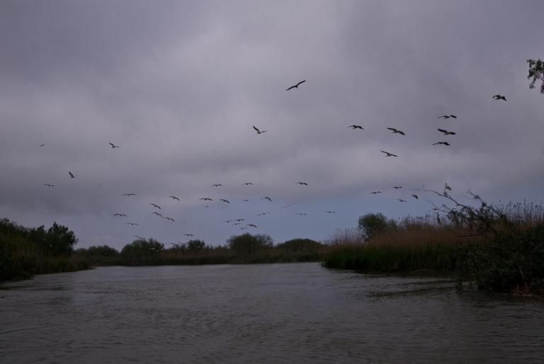 2008-05-03- (043) - poze delta dunarii