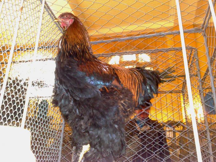 2009-02-15_14-28-00_150220091134