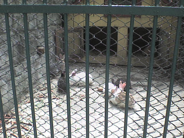 iepuri - poze parcul zoologic piatra neamt