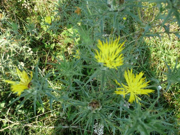 P1000103 - Flora spontana