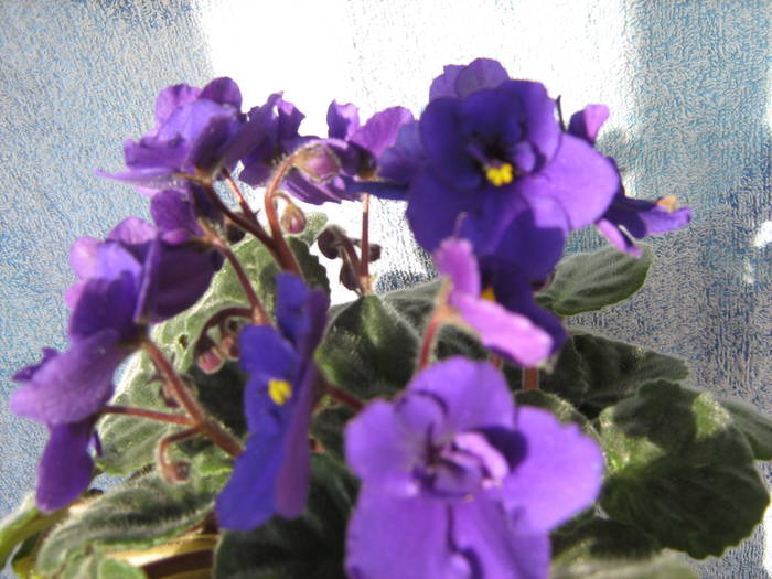 Violeta 2009 - violete
