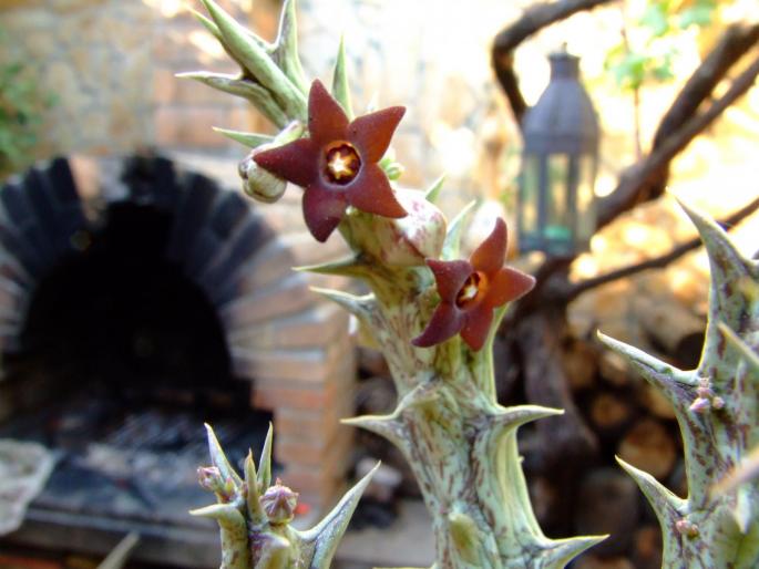 Caralluma hesperidum - flori - plante 2007