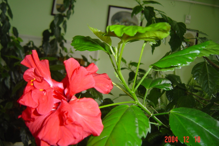 hibiscus