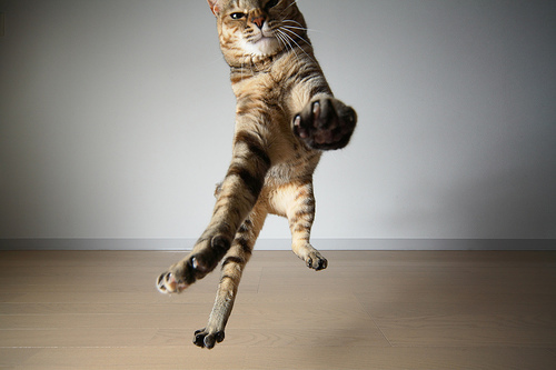 pisicute070sq8 - club pisici