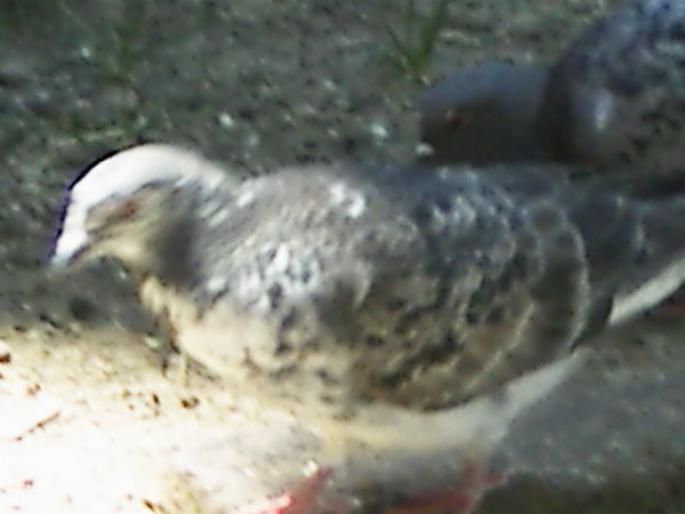 Picture 261 - 18c Bucuresti