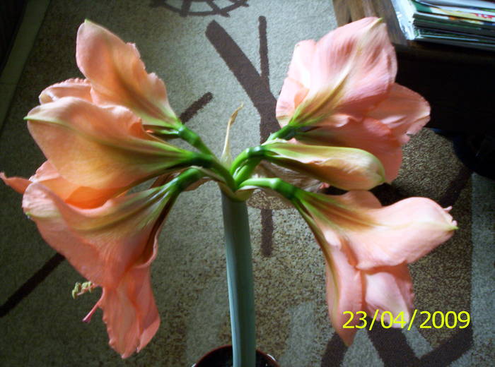 Hippeastrum 23 apr 2009 (3)