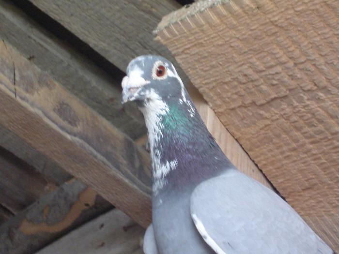 DSC01440 - Acum muuuult timp