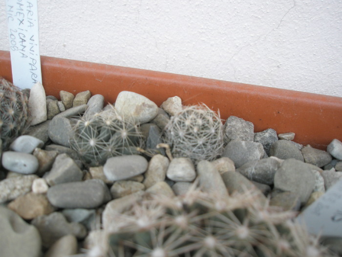 Escobarii de la Fabian - 16.01