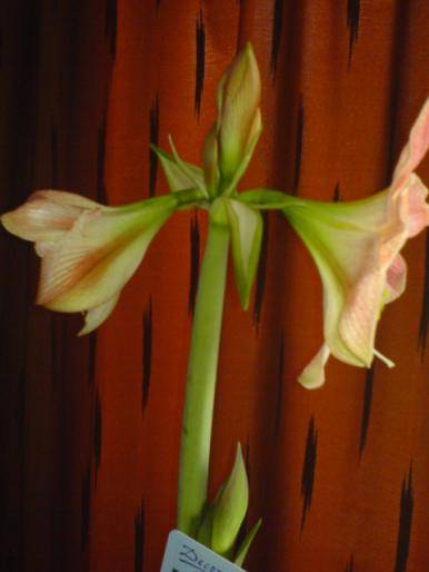 JKCEUAHUZHLXLWDTQZN - hippeastrum