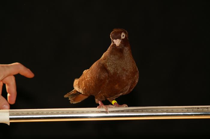 Picture 052 - jucatori de constanta