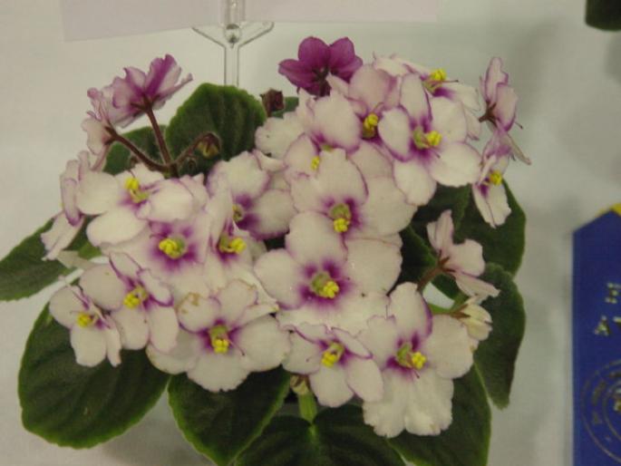 Robs_Whodunit_2005avsa_3 - violete de pe net 1