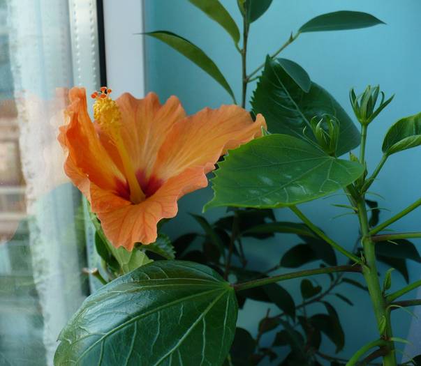 P1120610 - HIBISCUSI