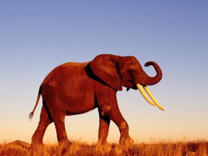 Imagini Animale Mari_ Imagini Elefanti_ Poze cu Elefanti - animale