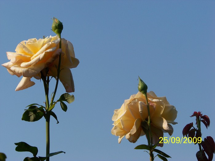 100_1911 - Toamna in curte  Timisoara